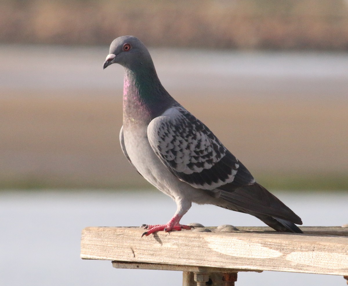 Rock Pigeon (Feral Pigeon) - ML137684941