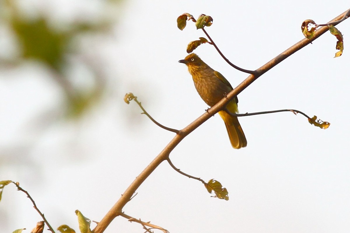 Pale-eyed Bulbul - ML137685571