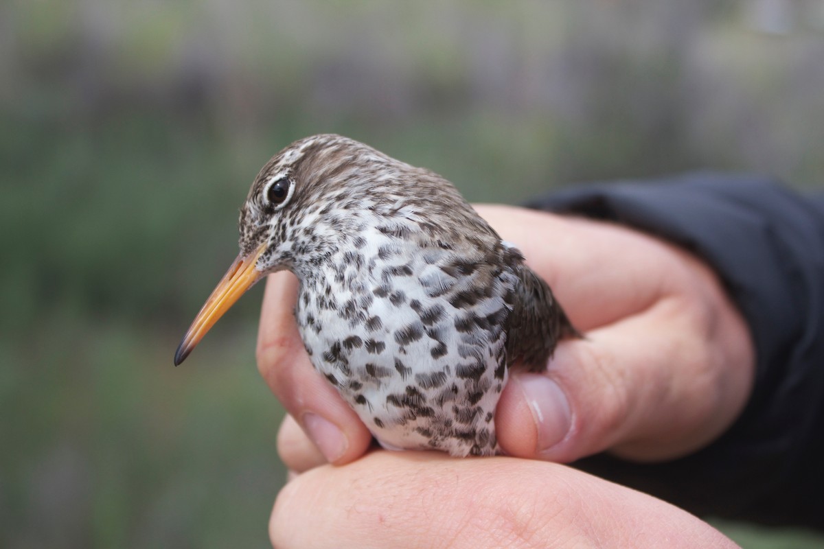 Spotted Sandpiper - ML137687801