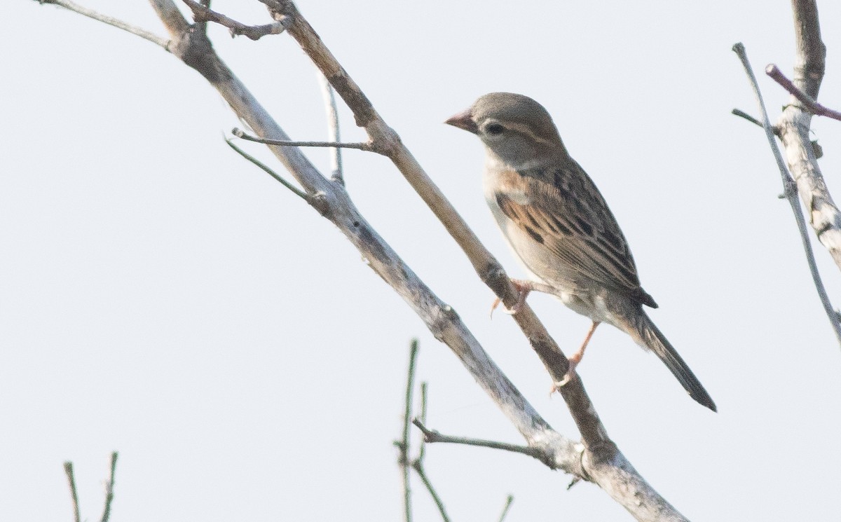 House Sparrow - Joachim Bertrands | Ornis Birding Expeditions