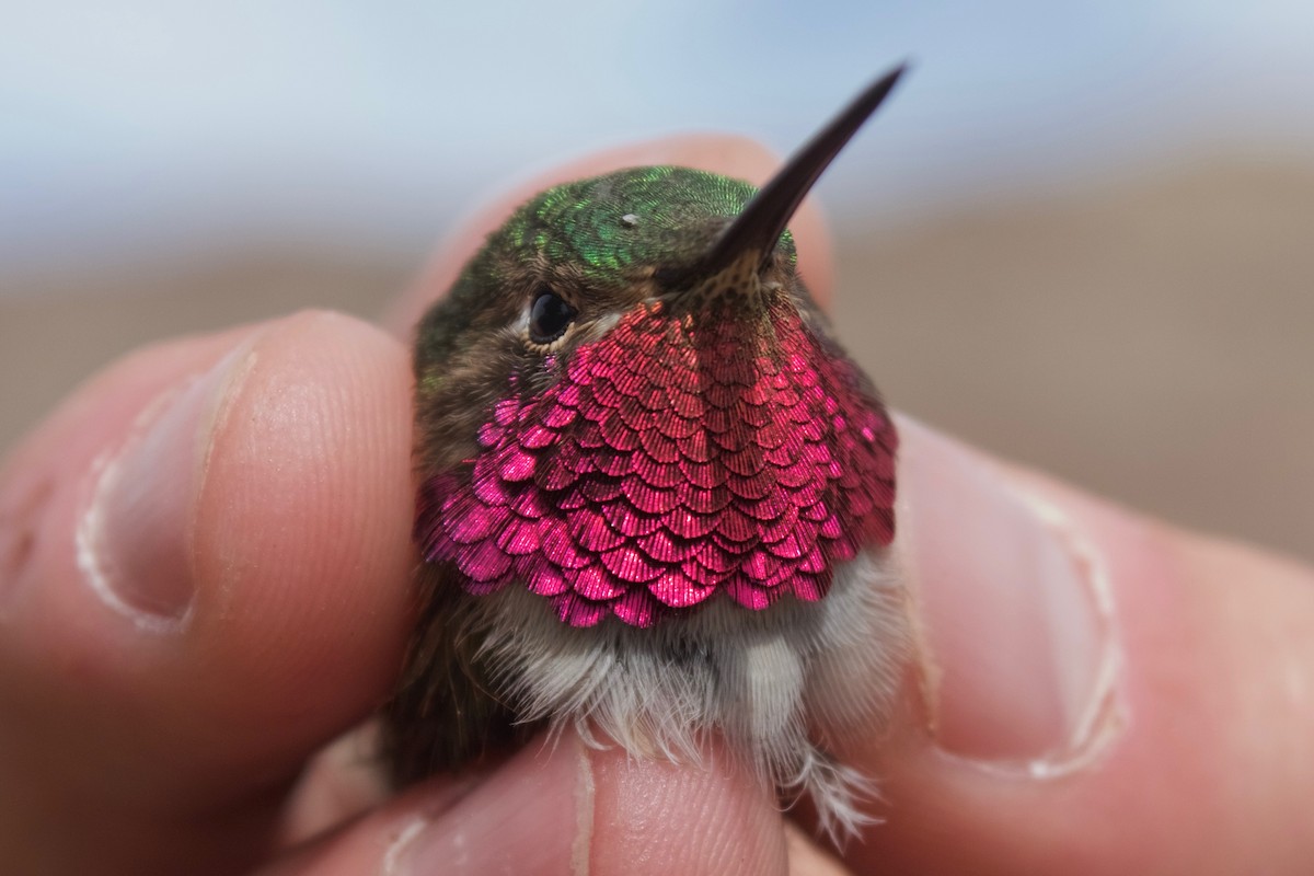 Broad-tailed Hummingbird - Casey Weissburg