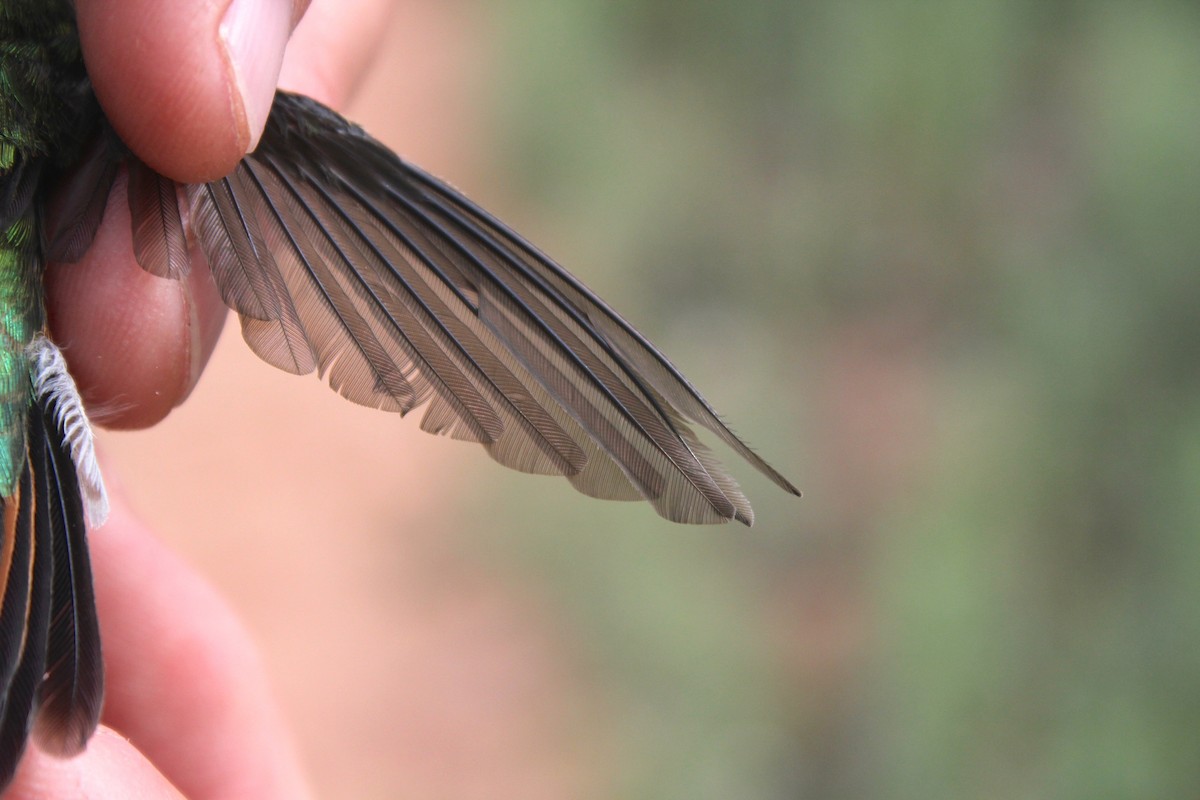 Broad-tailed Hummingbird - ML137689721