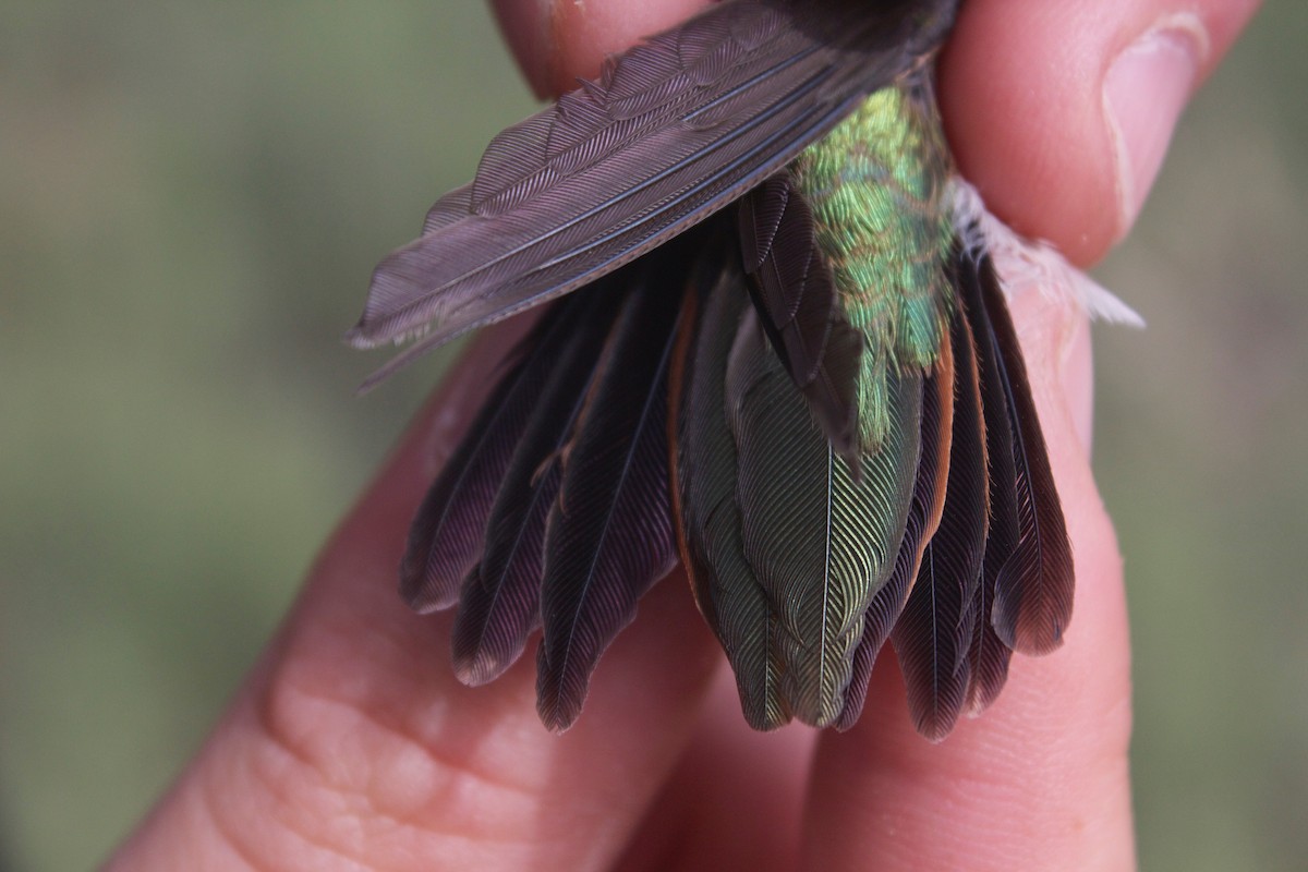 Broad-tailed Hummingbird - ML137689741