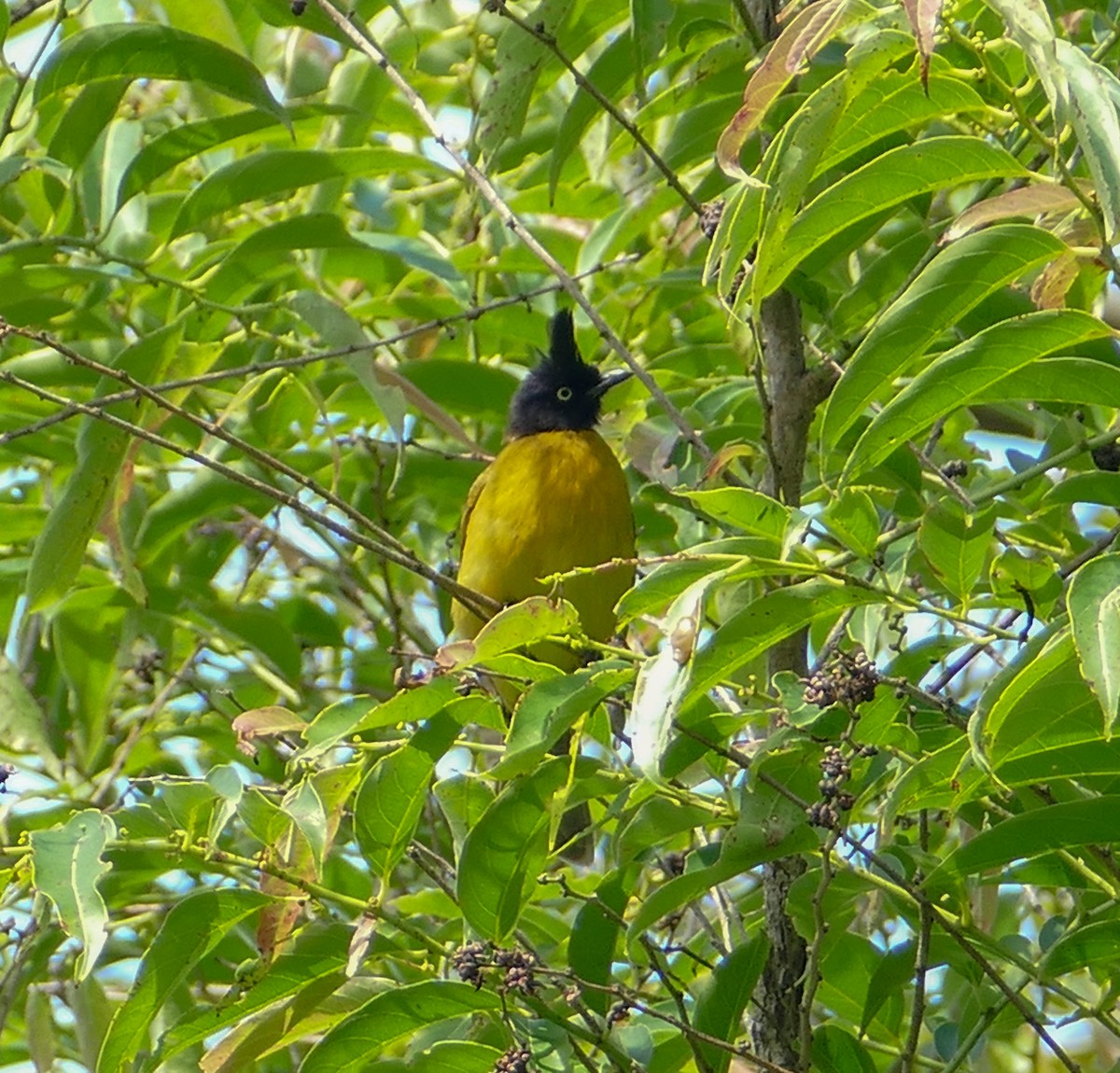 Black-crested Bulbul - ML137689951