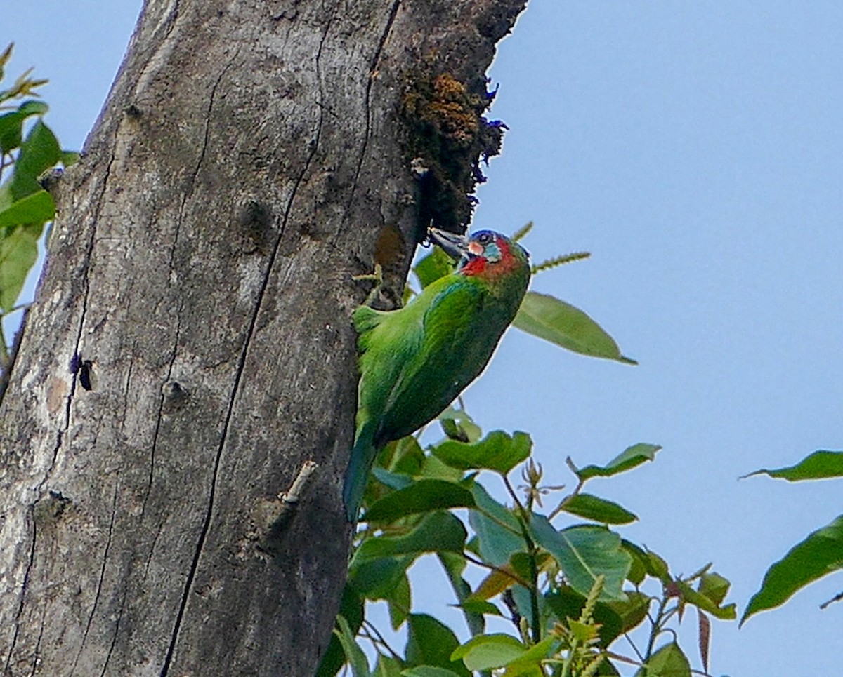 Blue-eared Barbet - ML137690231