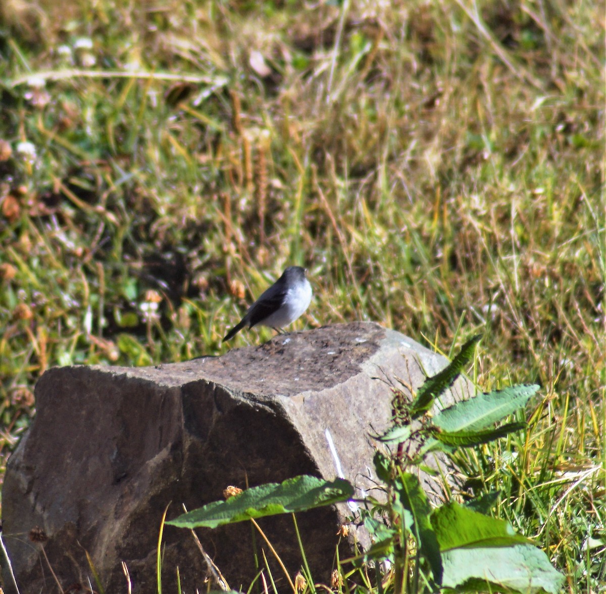Torrent Tyrannulet - ML137690491