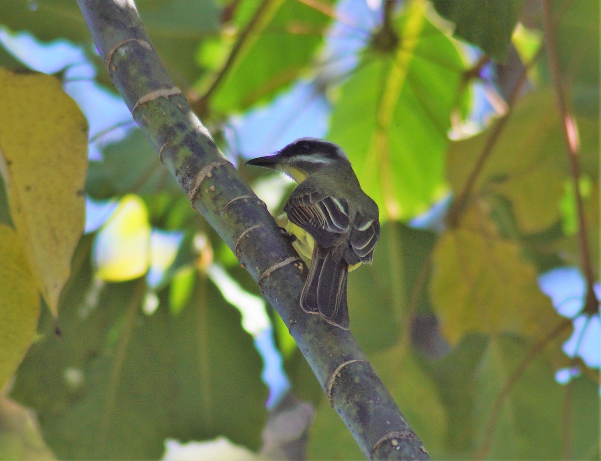 Golden-bellied Flycatcher - ML137690561