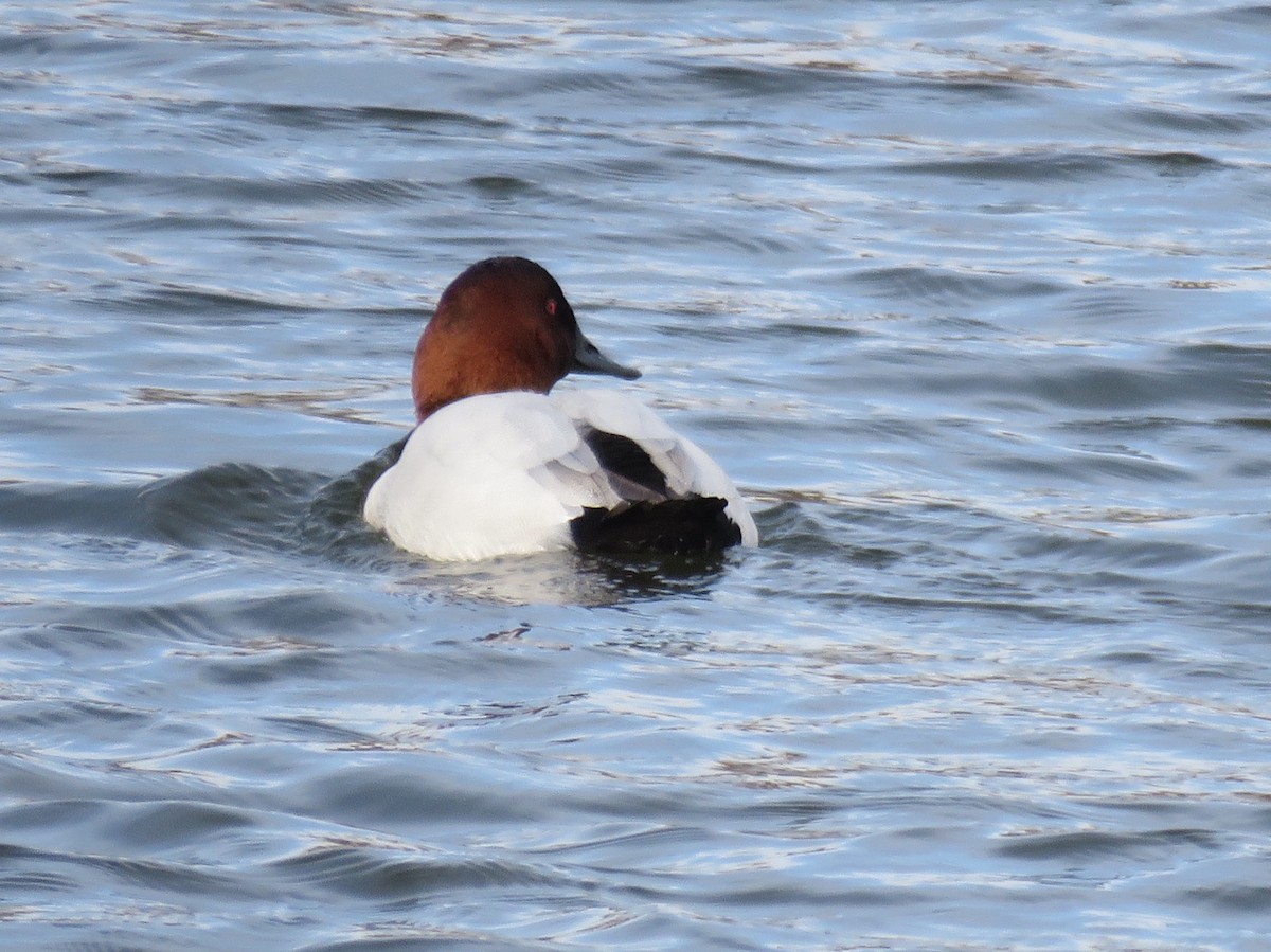 Canvasback - ML137690581