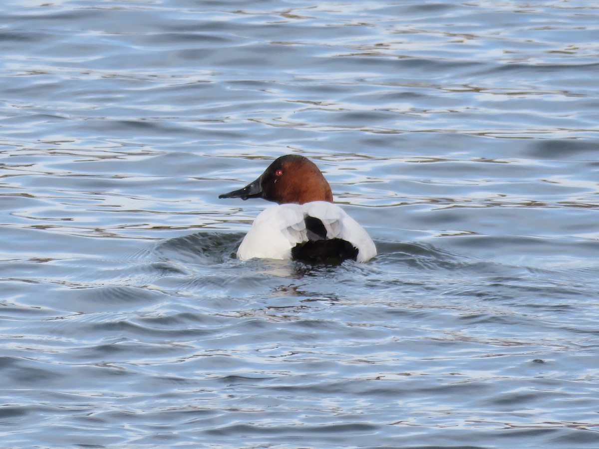 Canvasback - ML137690591