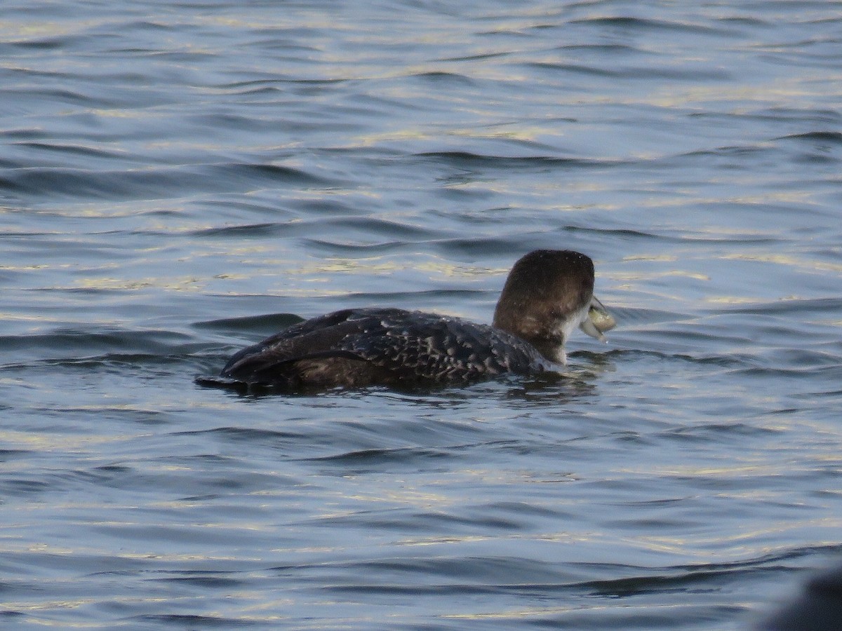 Common Loon - ML137690911