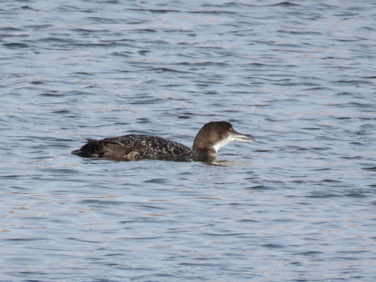 Common Loon - Lynnette Clemens