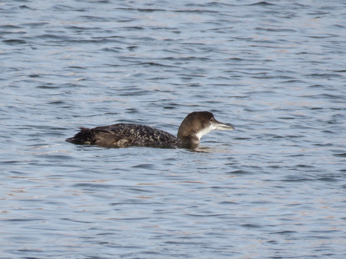 Common Loon - ML137690931