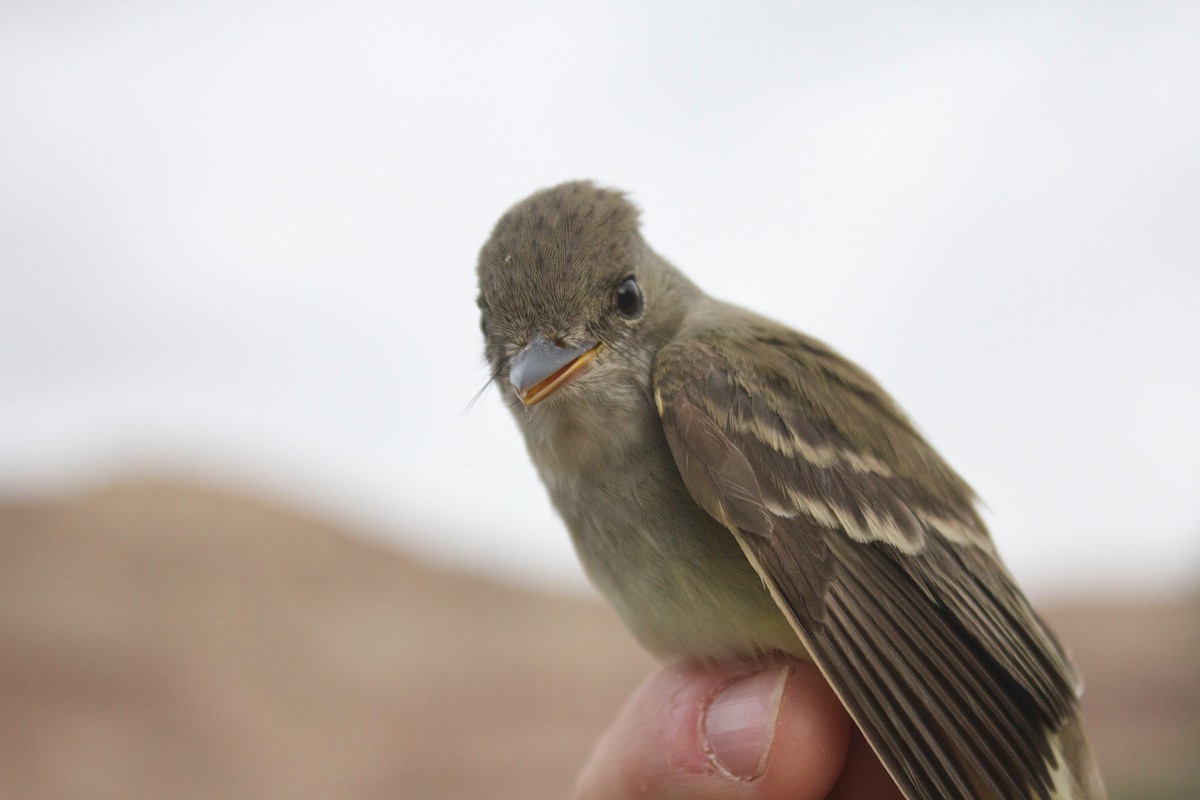 Willow Flycatcher - Casey Weissburg