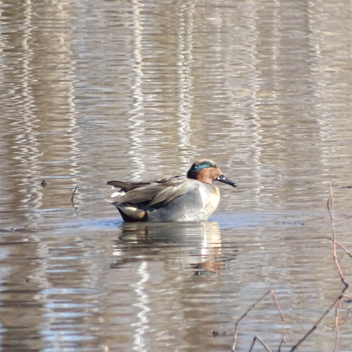 Green-winged Teal - ML137692851