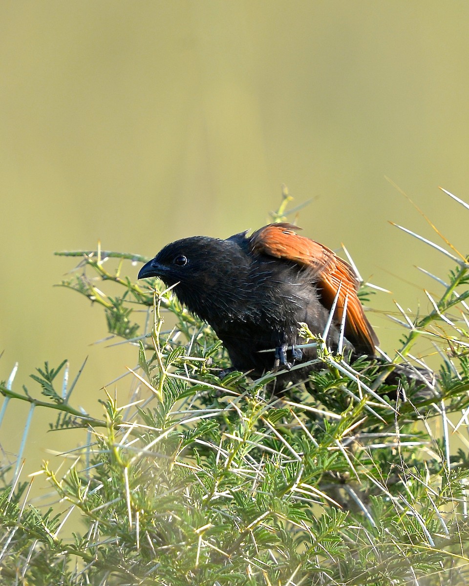 Black Coucal - ML137694641