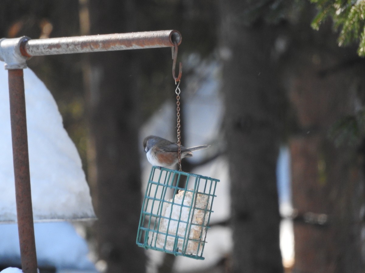 Boreal Chickadee - ML137695131