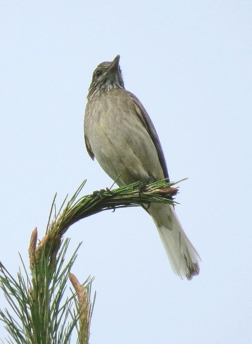 White-tailed Shrike-Tyrant - ML137695501