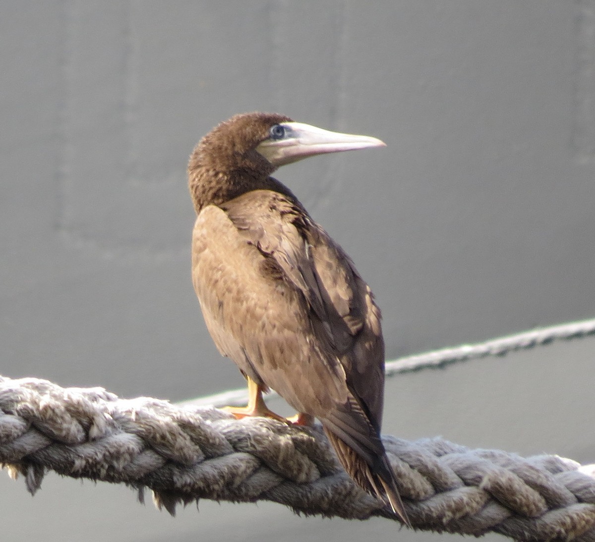 Brown Booby - John Dennehy