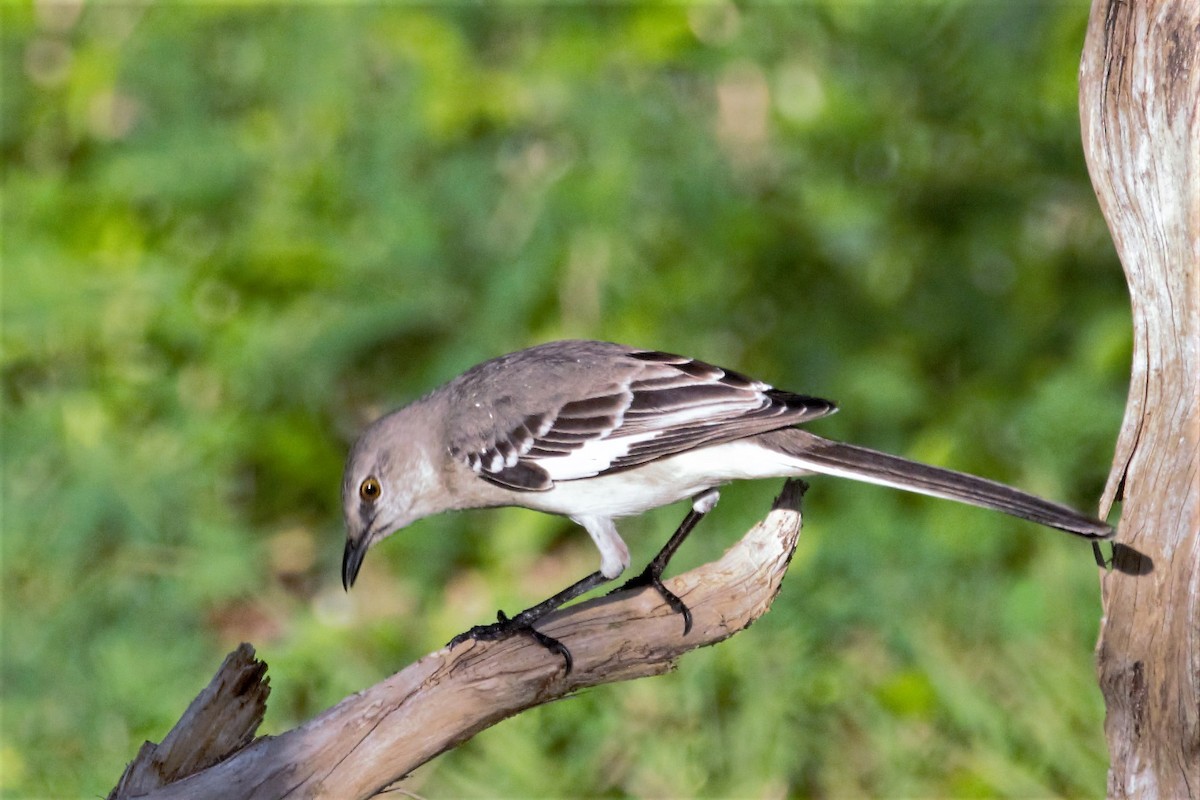 Northern Mockingbird - ML137695851