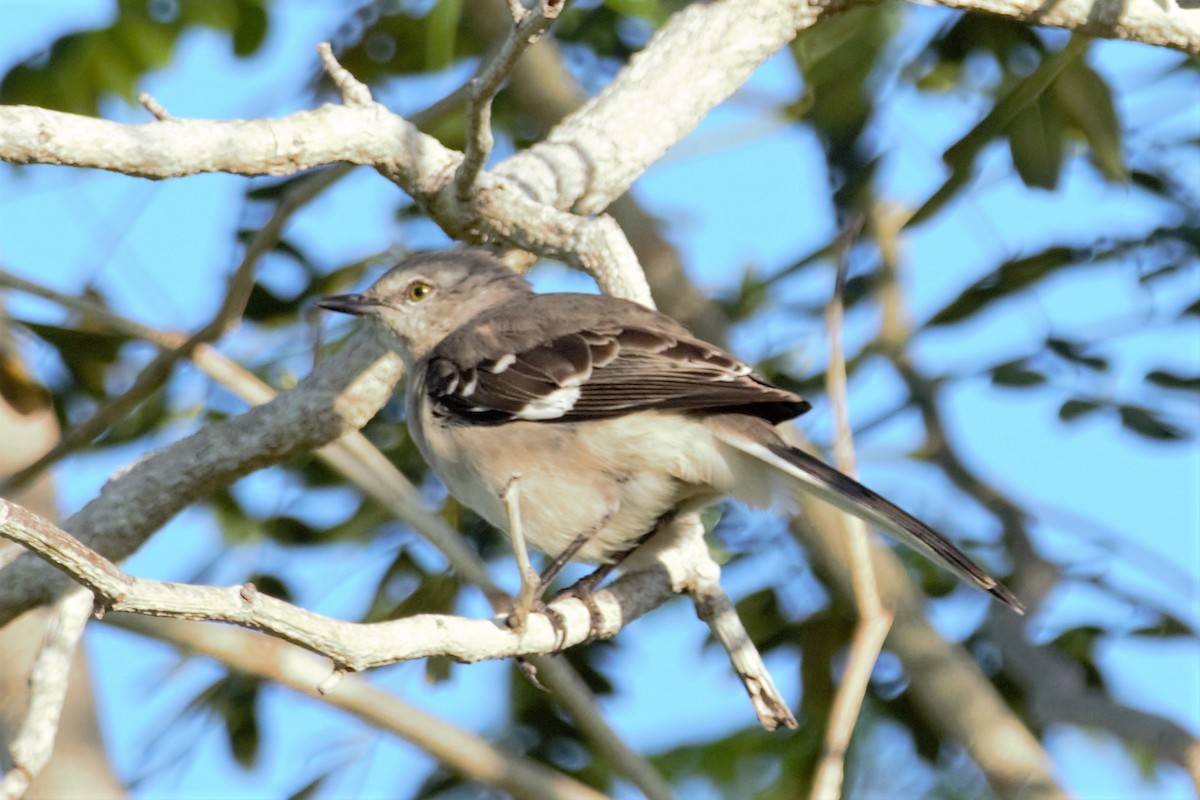 Northern Mockingbird - ML137695861