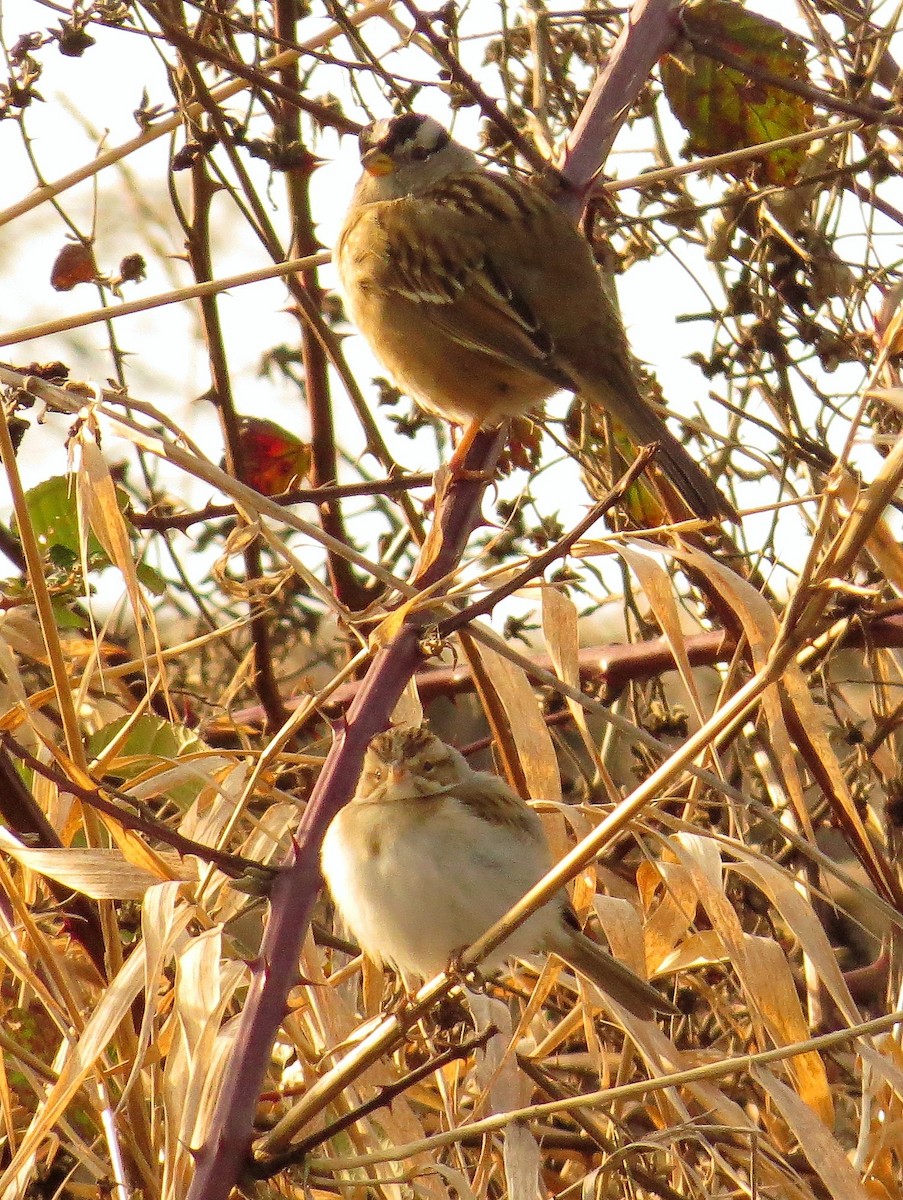 Clay-colored Sparrow - ML137696511