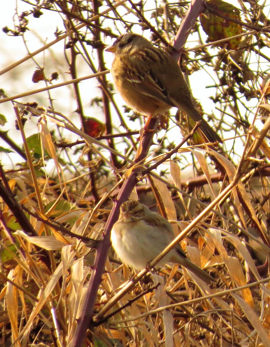 Clay-colored Sparrow - Jon Houghton