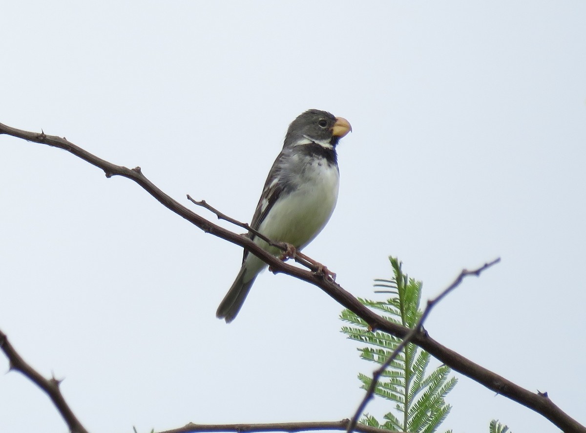 Parrot-billed Seedeater - Miguel Alvan