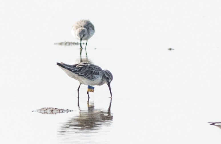 Broad-billed Sandpiper - ML137697701