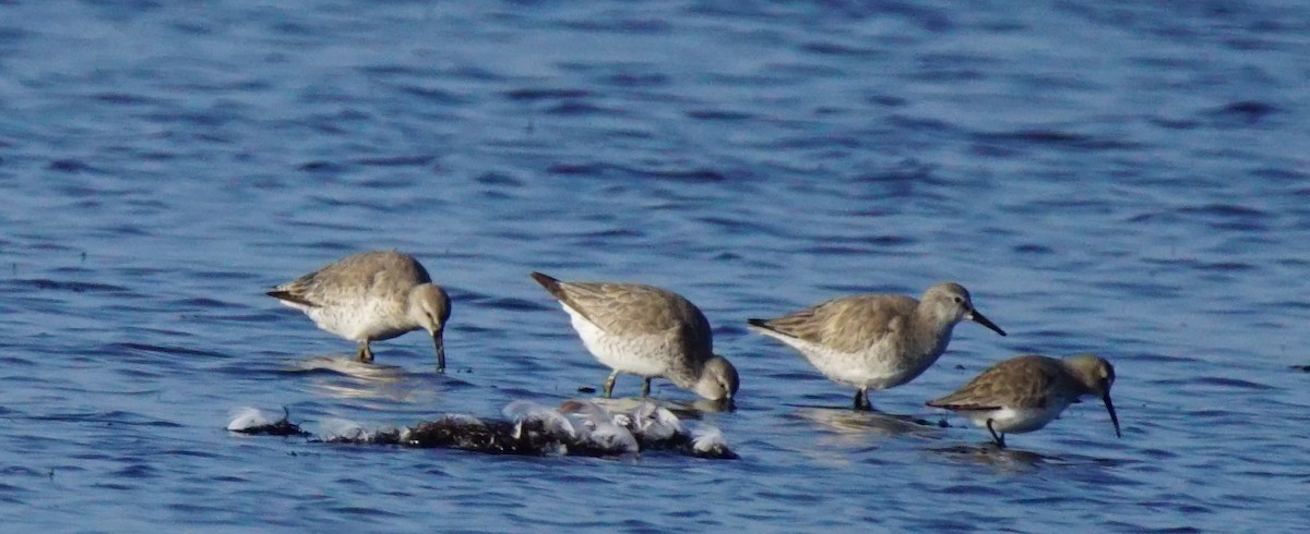 Red Knot - Nevine Jacob