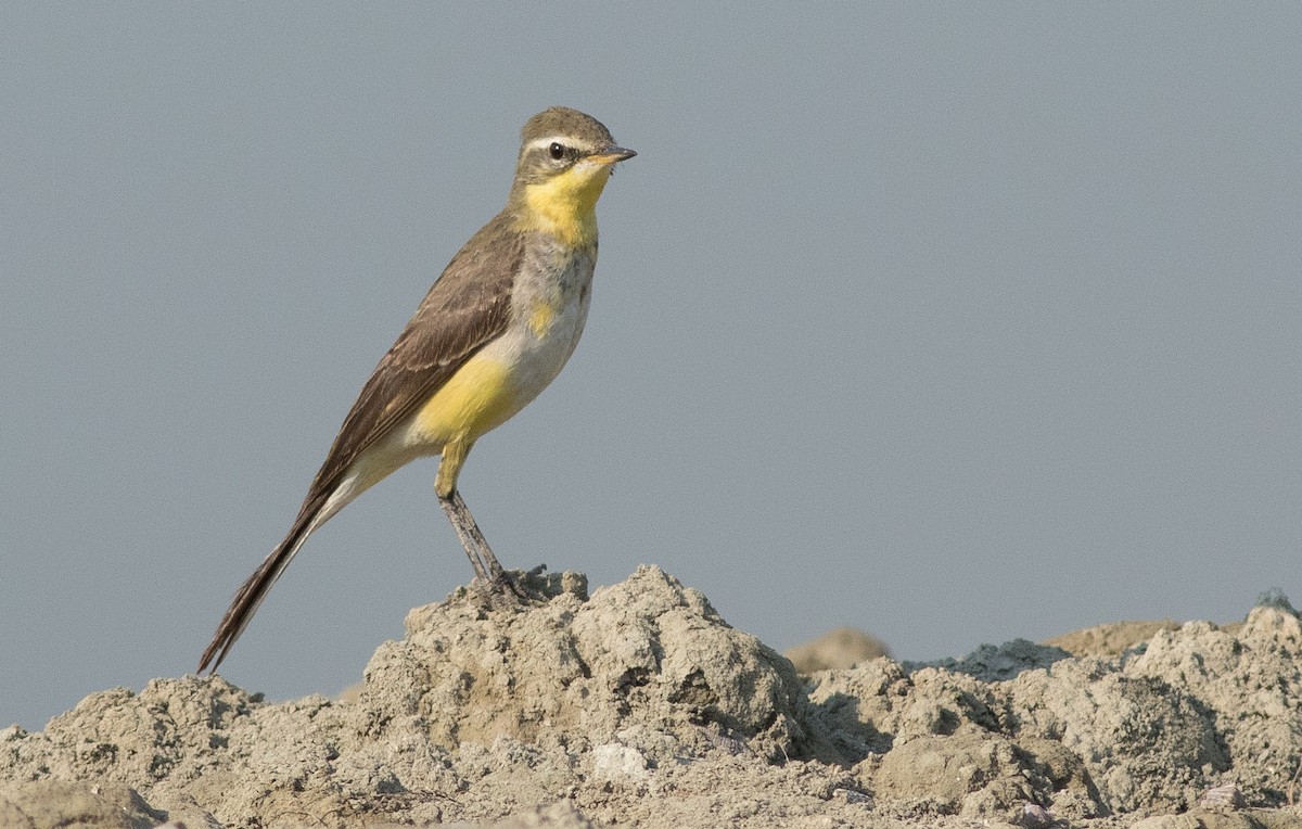 Eastern Yellow Wagtail - ML137698841