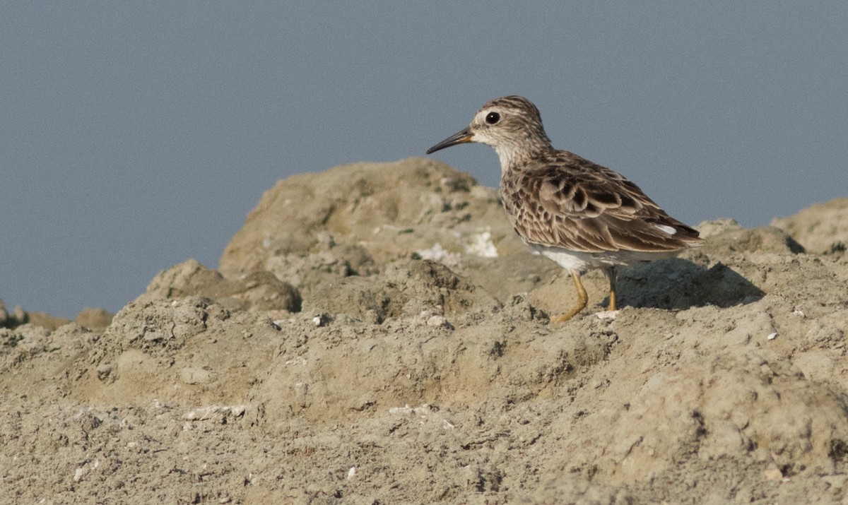 Langzehen-Strandläufer - ML137699191