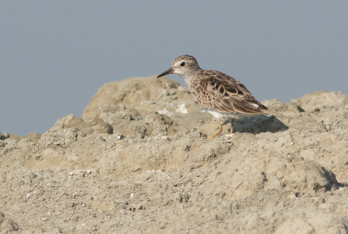 Langzehen-Strandläufer - ML137699201