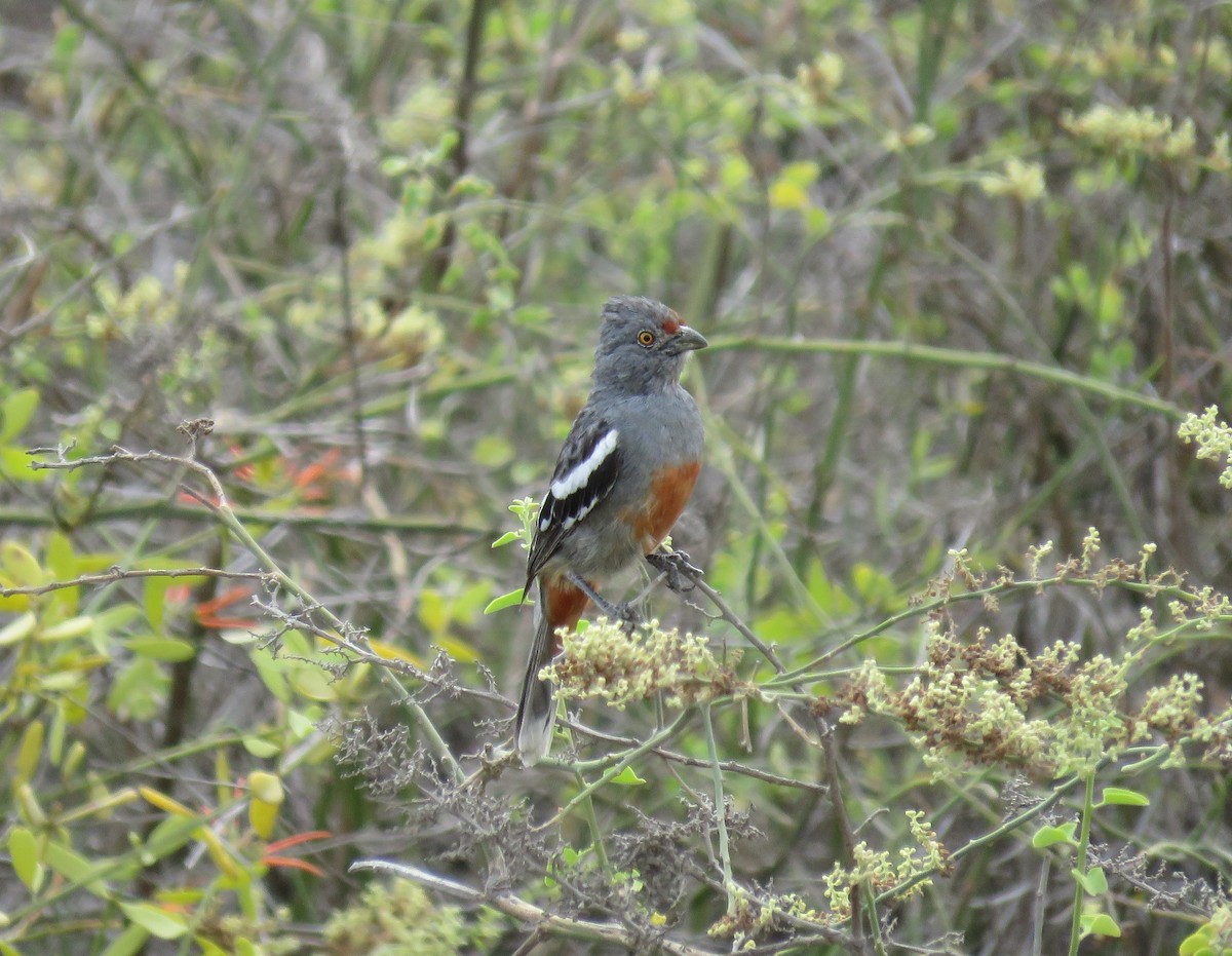 Peruvian Plantcutter - Miguel Alvan