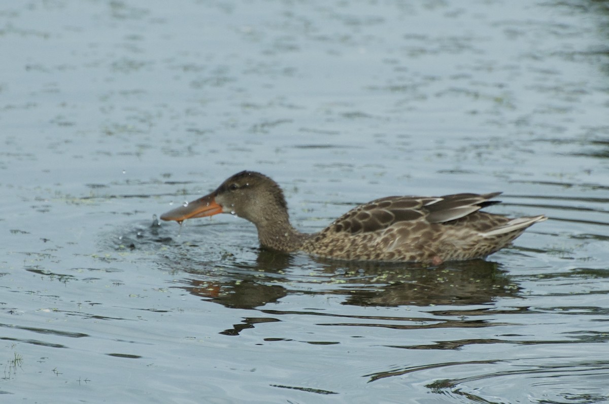 Northern Shoveler - ML137699941