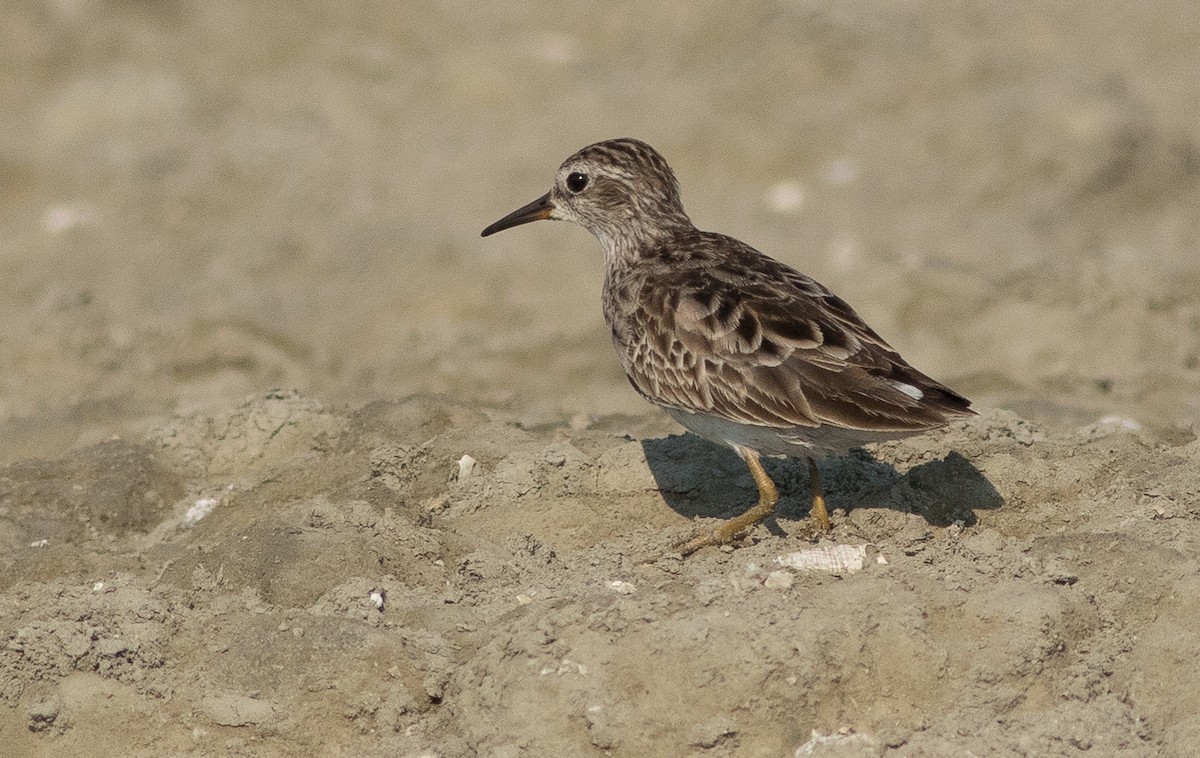 Langzehen-Strandläufer - ML137700691