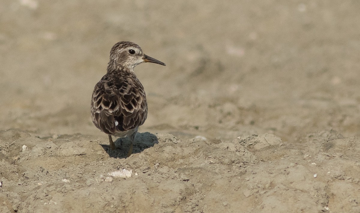 Langzehen-Strandläufer - ML137700701