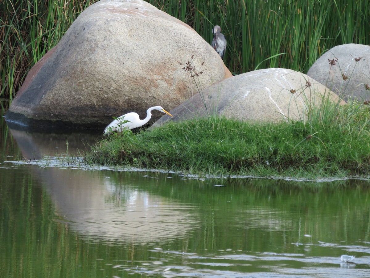 Great Egret - Pauline Catling