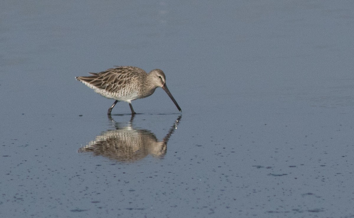 Asian Dowitcher - Joachim Bertrands