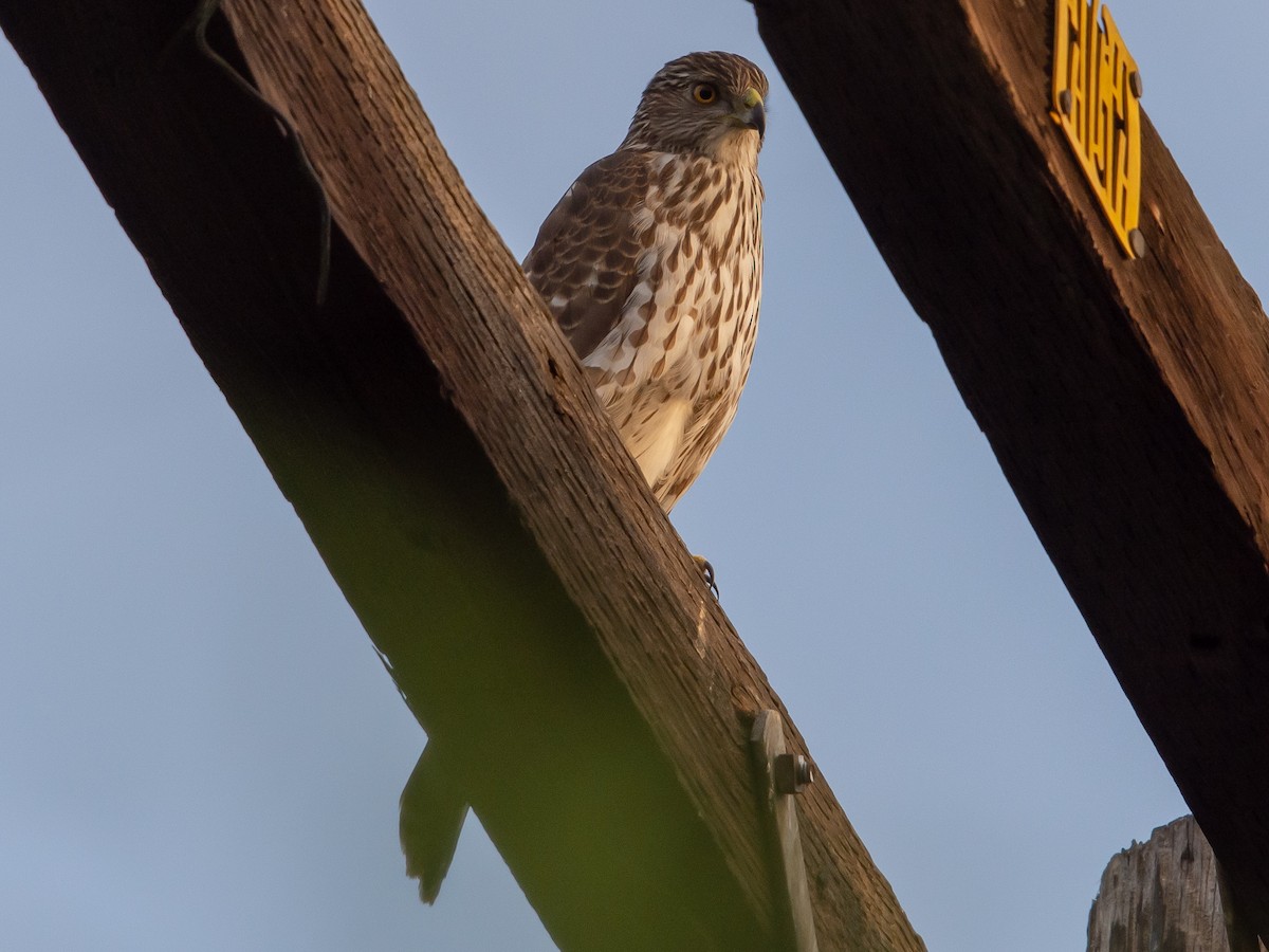 Cooper's Hawk - Jason Horton