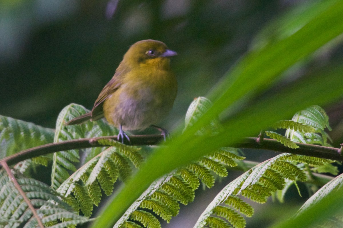 Takarkuna Klorospingusu - ML137703601