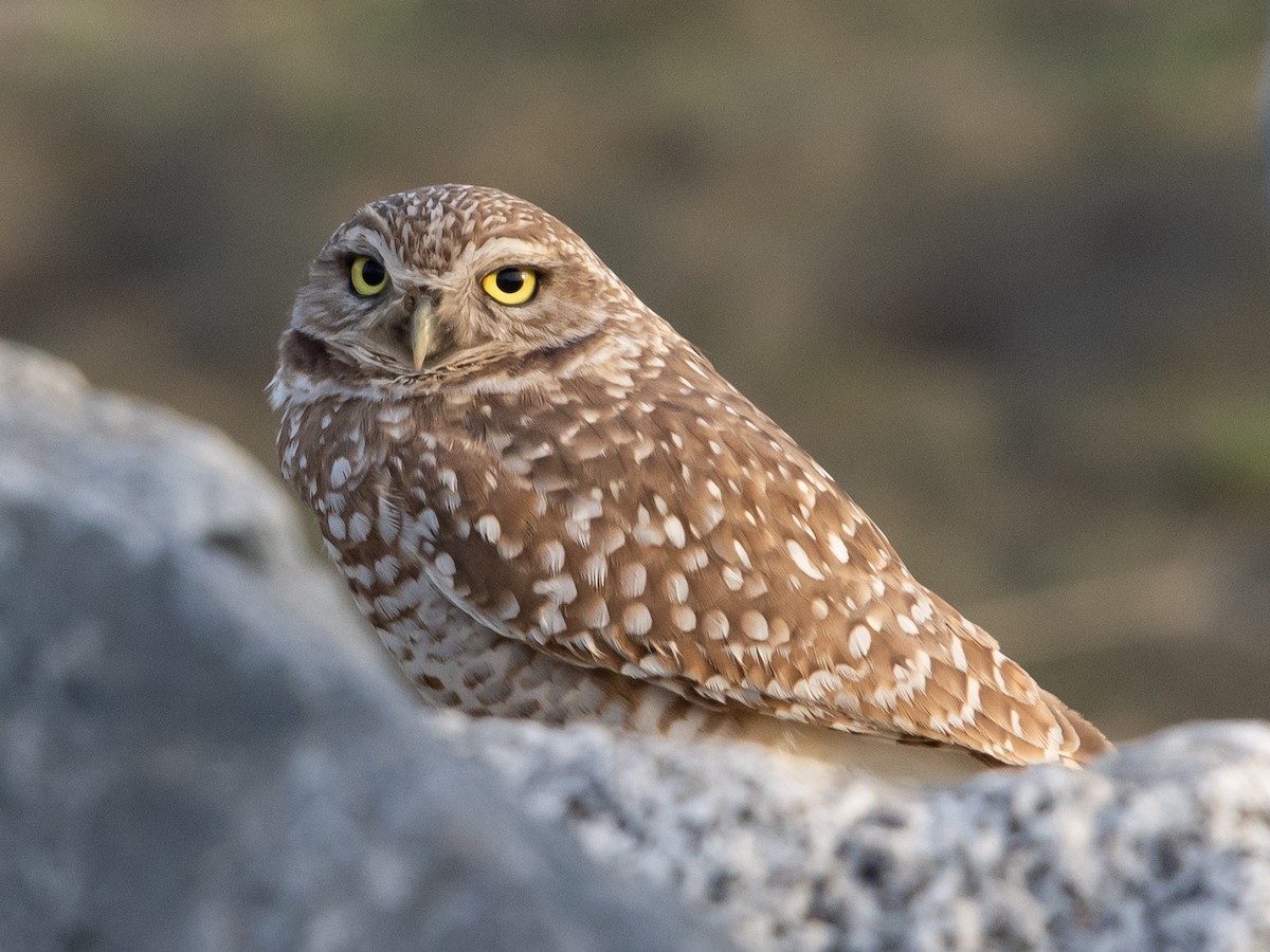 Burrowing Owl - Jason Horton