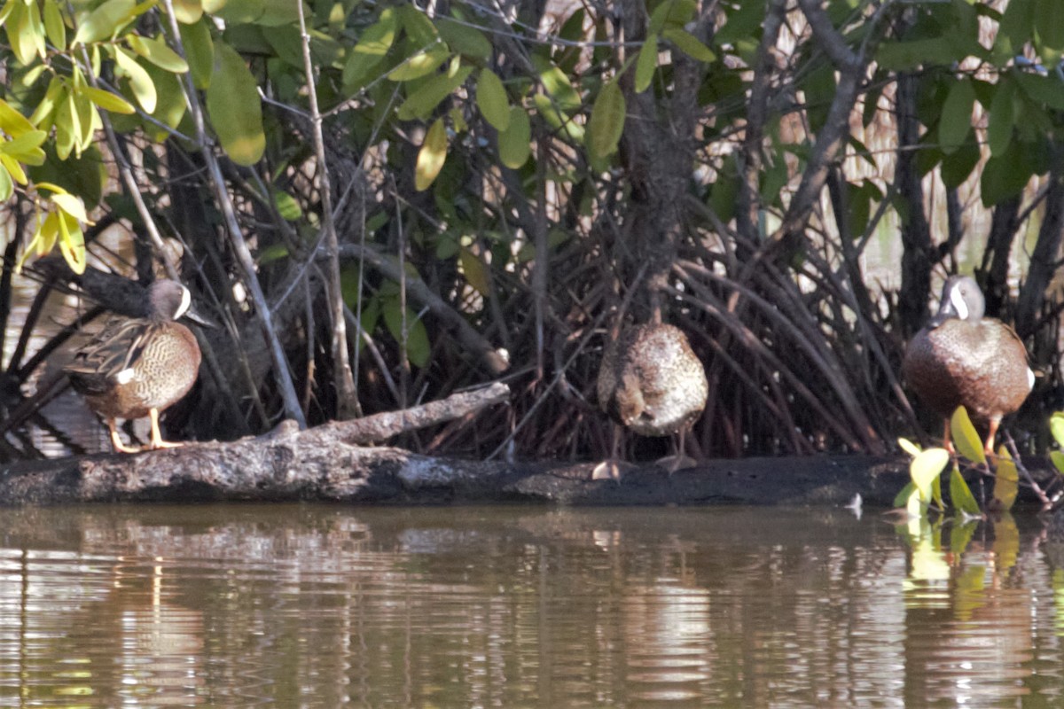 Blue-winged Teal - ML137703831