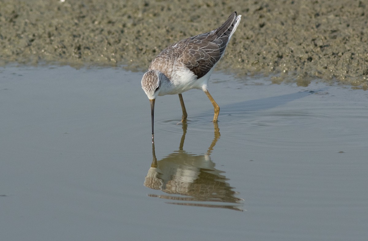 Marsh Sandpiper - ML137703861