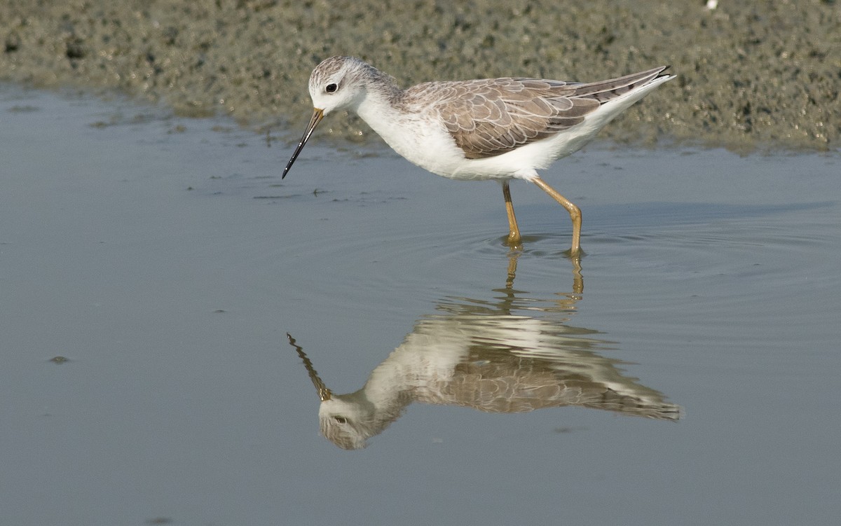 Marsh Sandpiper - ML137703881