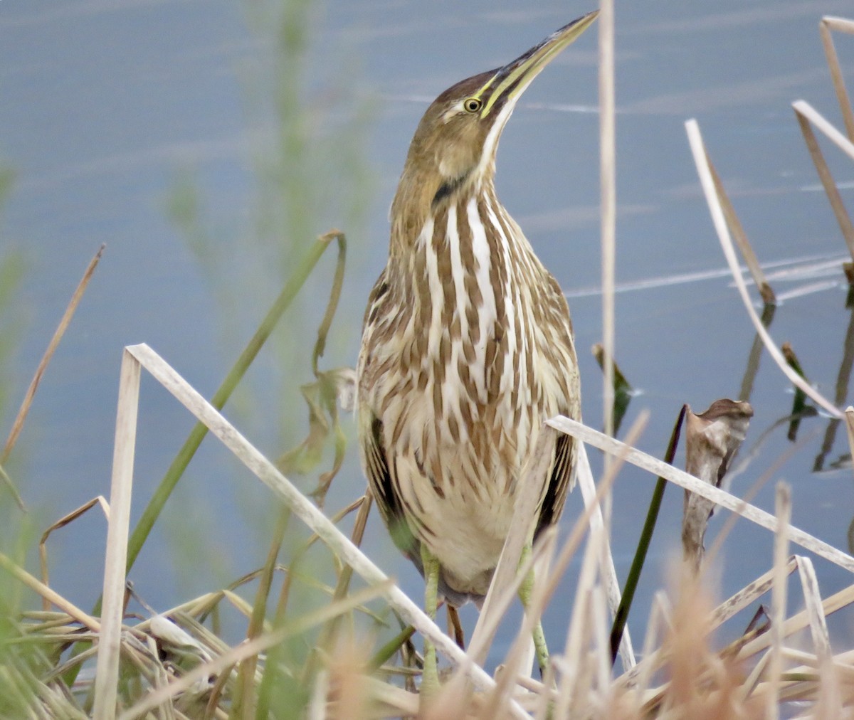 American Bittern - ML137704361