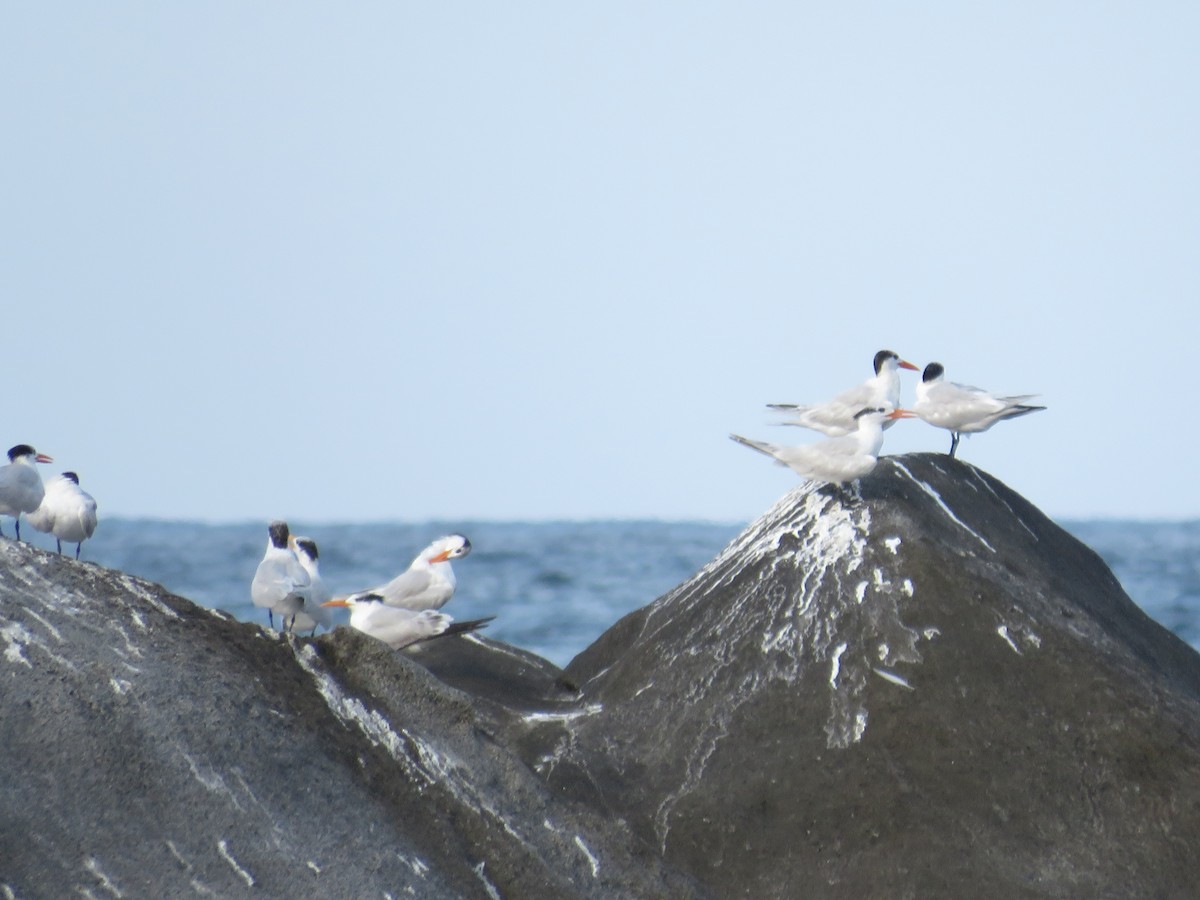 Royal Tern - ML137704611