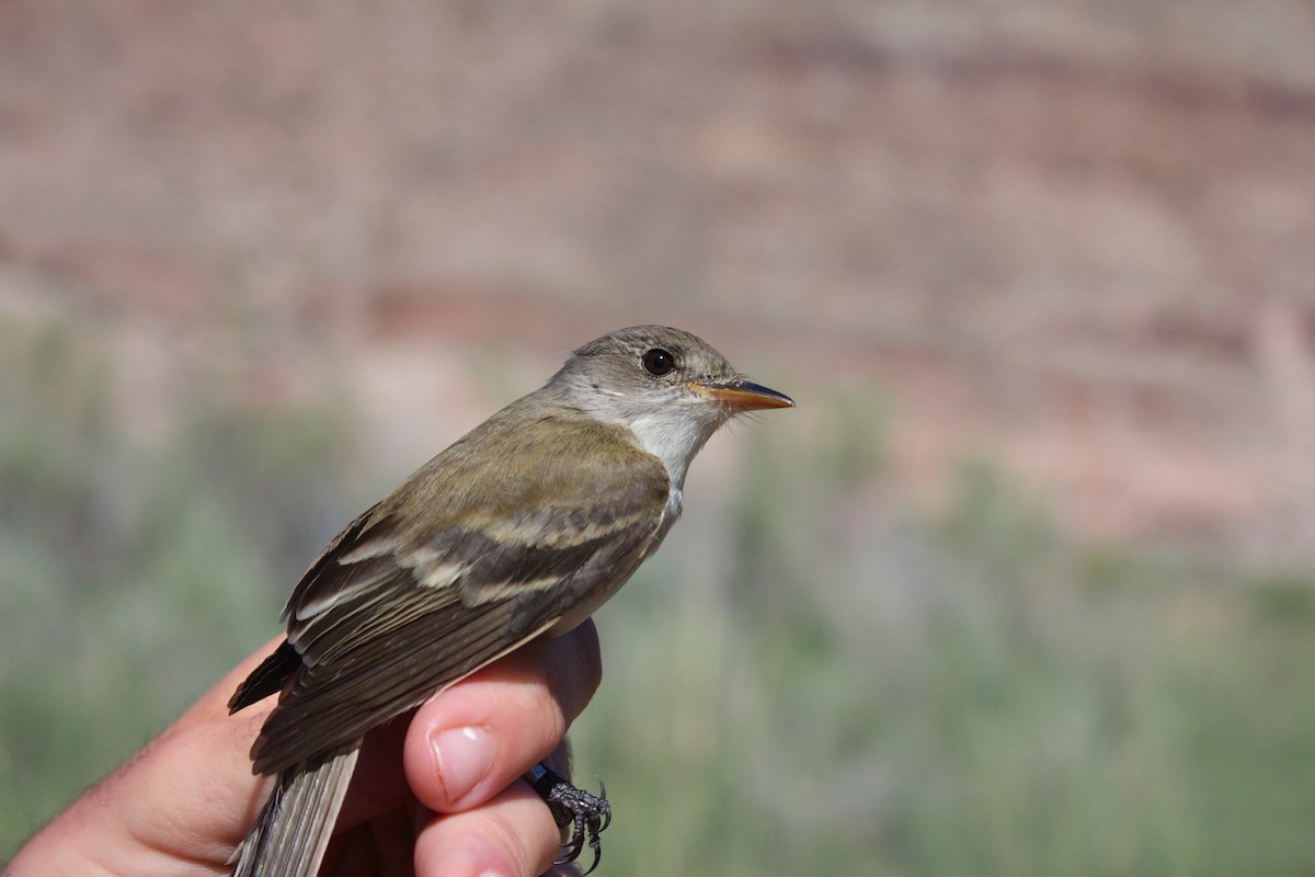 Willow Flycatcher (Southwestern) - ML137706101