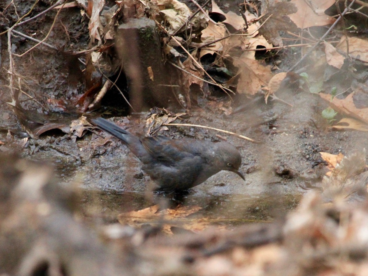 Rusty Blackbird - ML137706201