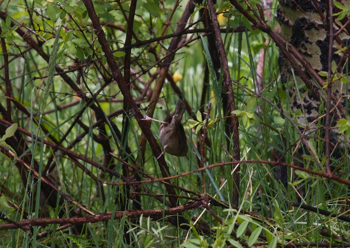Northern House Wren - ML137707331