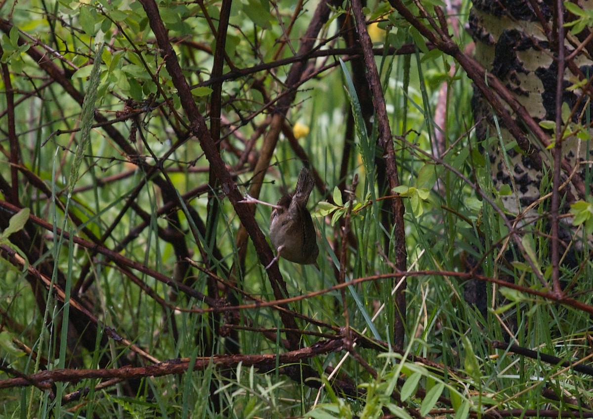 House Wren - ML137707331